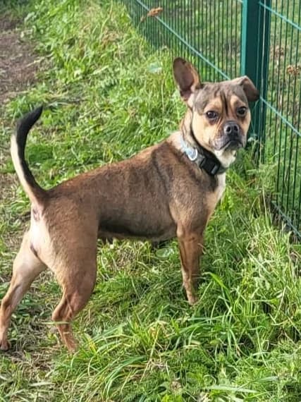 Bulė,  6yo Mixed Breed for adoption at Būk mano draugas