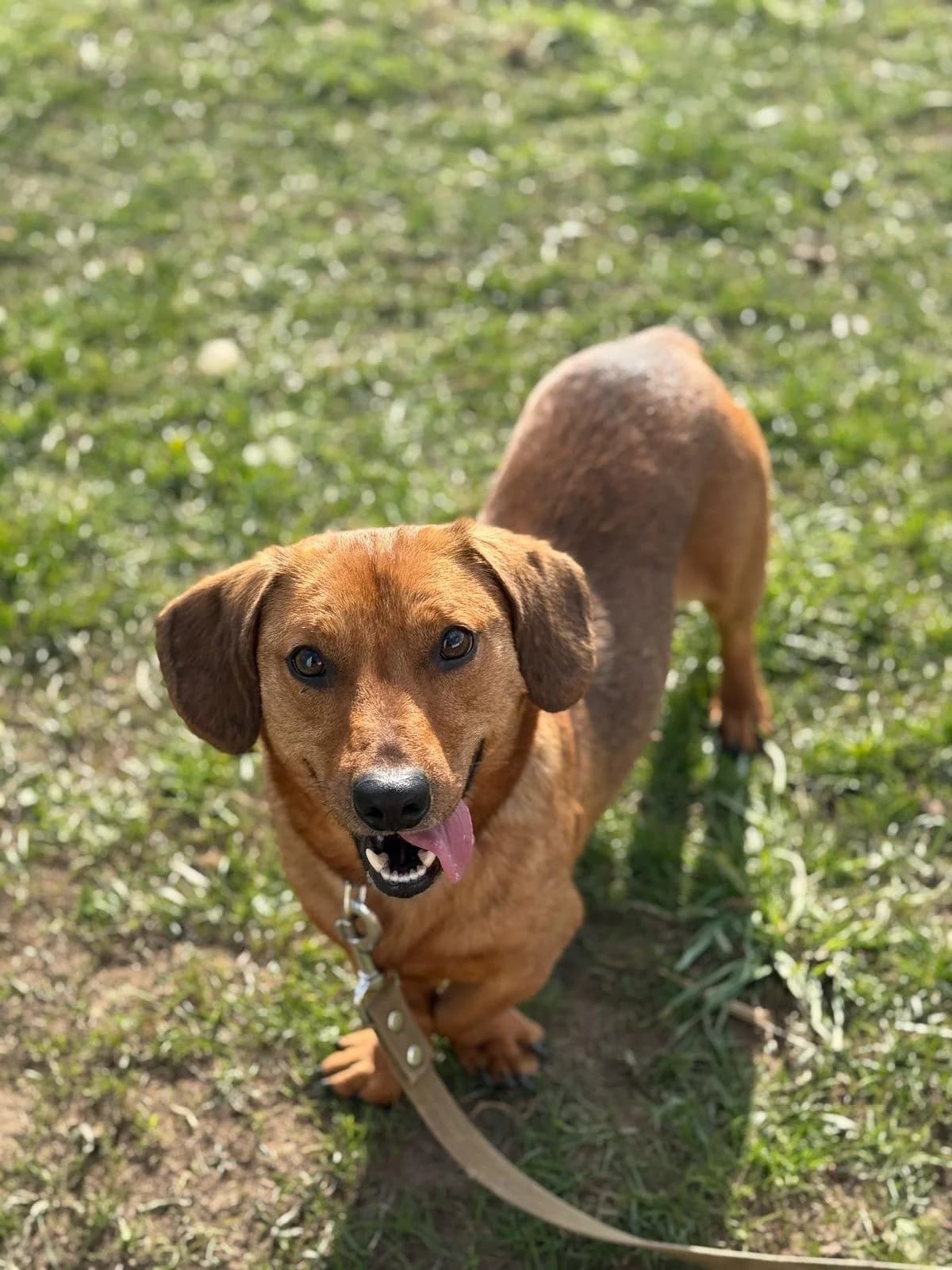 Dešas, male 5yo Mixed Breed for adoption at Būk mano draugas