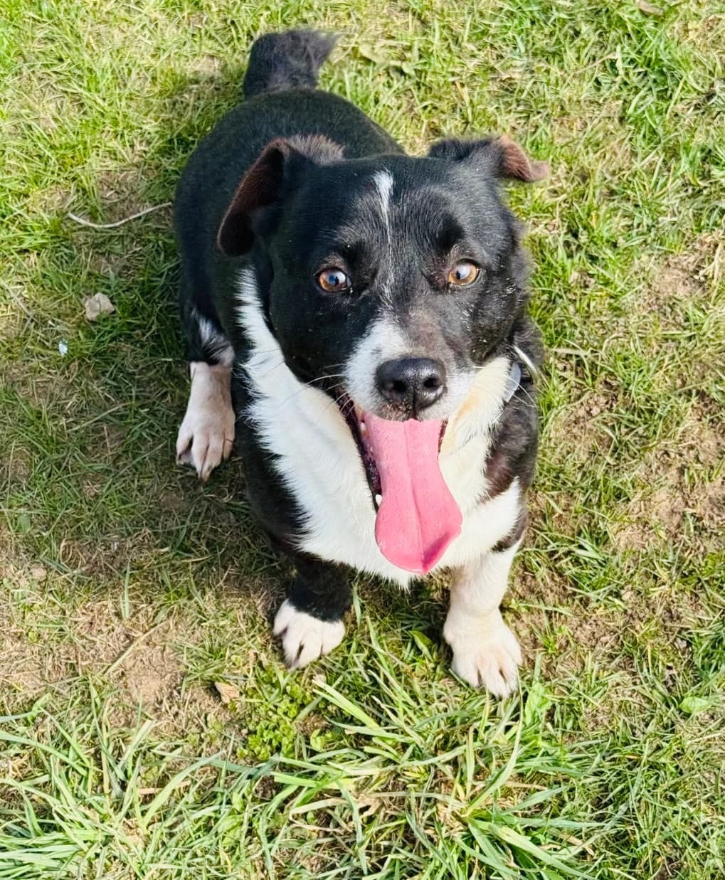 Mūnis, male Mixed Breed for adoption at Būk mano draugas