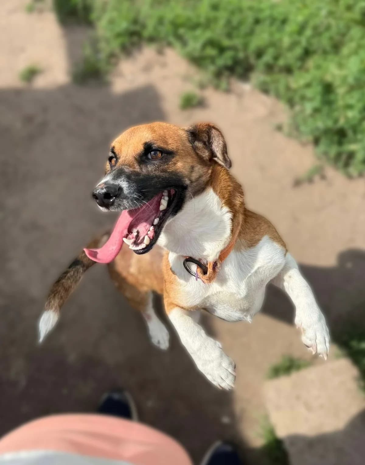 Tilis, male young Mixed Breed for adoption at Būk mano draugas
