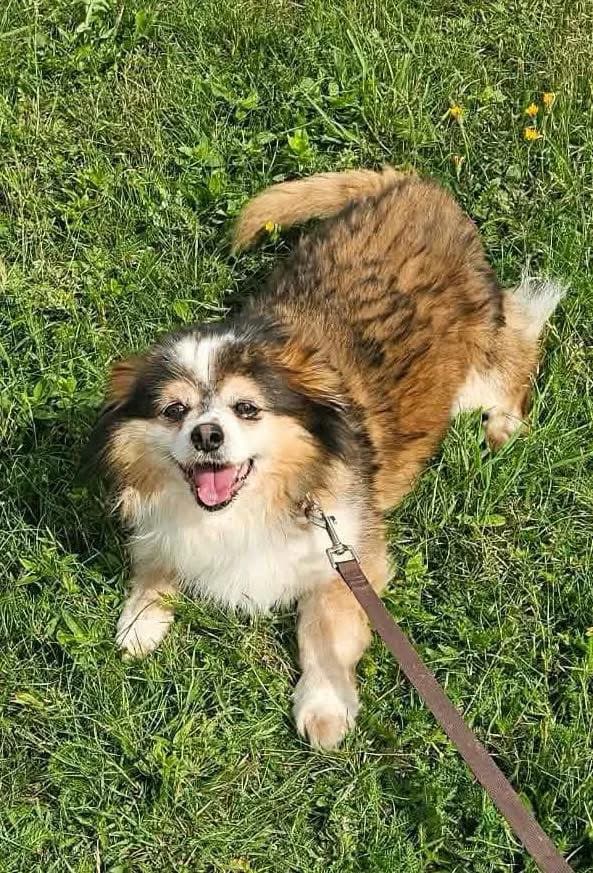 Vudis, male senior Mixed Breed for adoption at Būk mano draugas