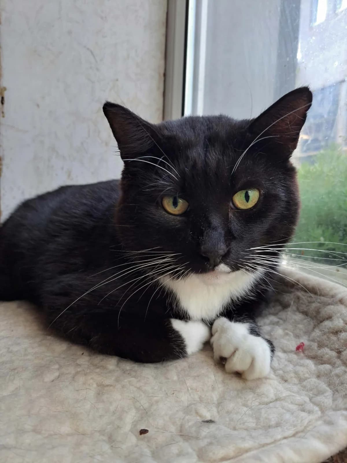 Ausius, male 5yo Mixed Breed for adoption at Katino svajone