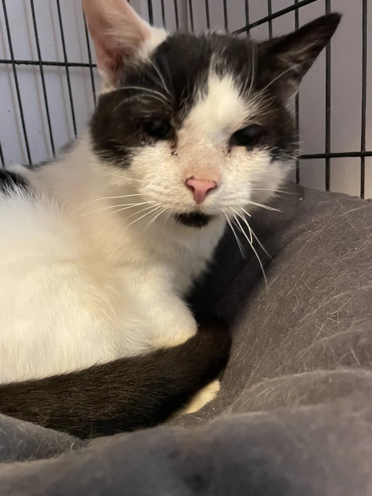 Bluostas, male senior Mixed Breed for adoption at Katino svajone