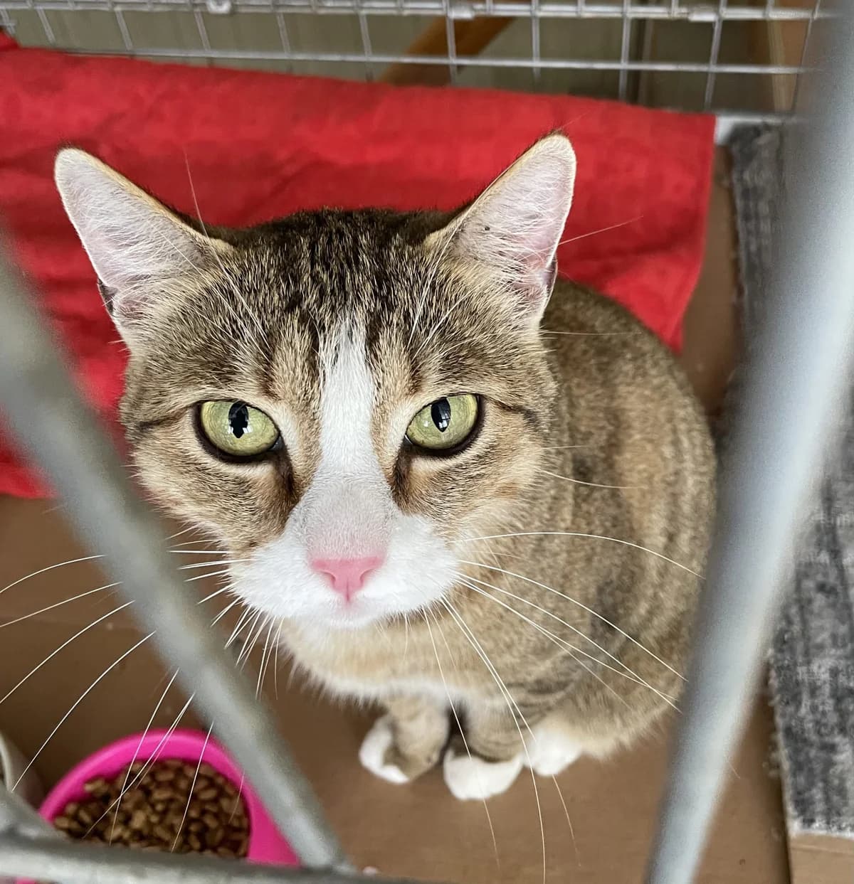Fanta, female 5yo Mixed Breed for adoption at Katino svajone