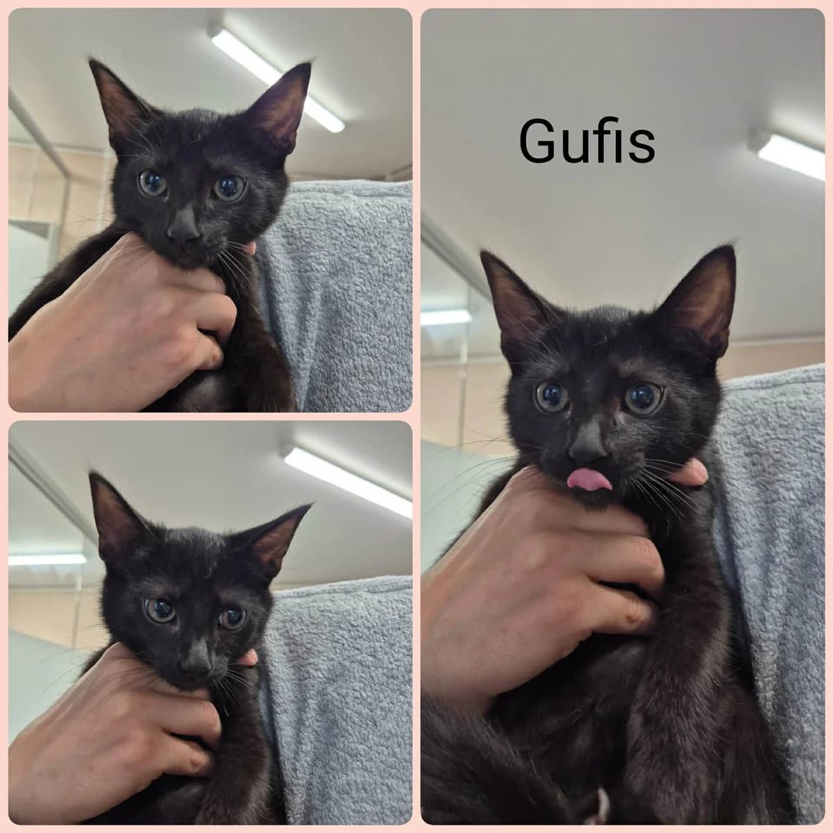 Gufis, male puppy Mixed Breed for adoption at Katino svajone