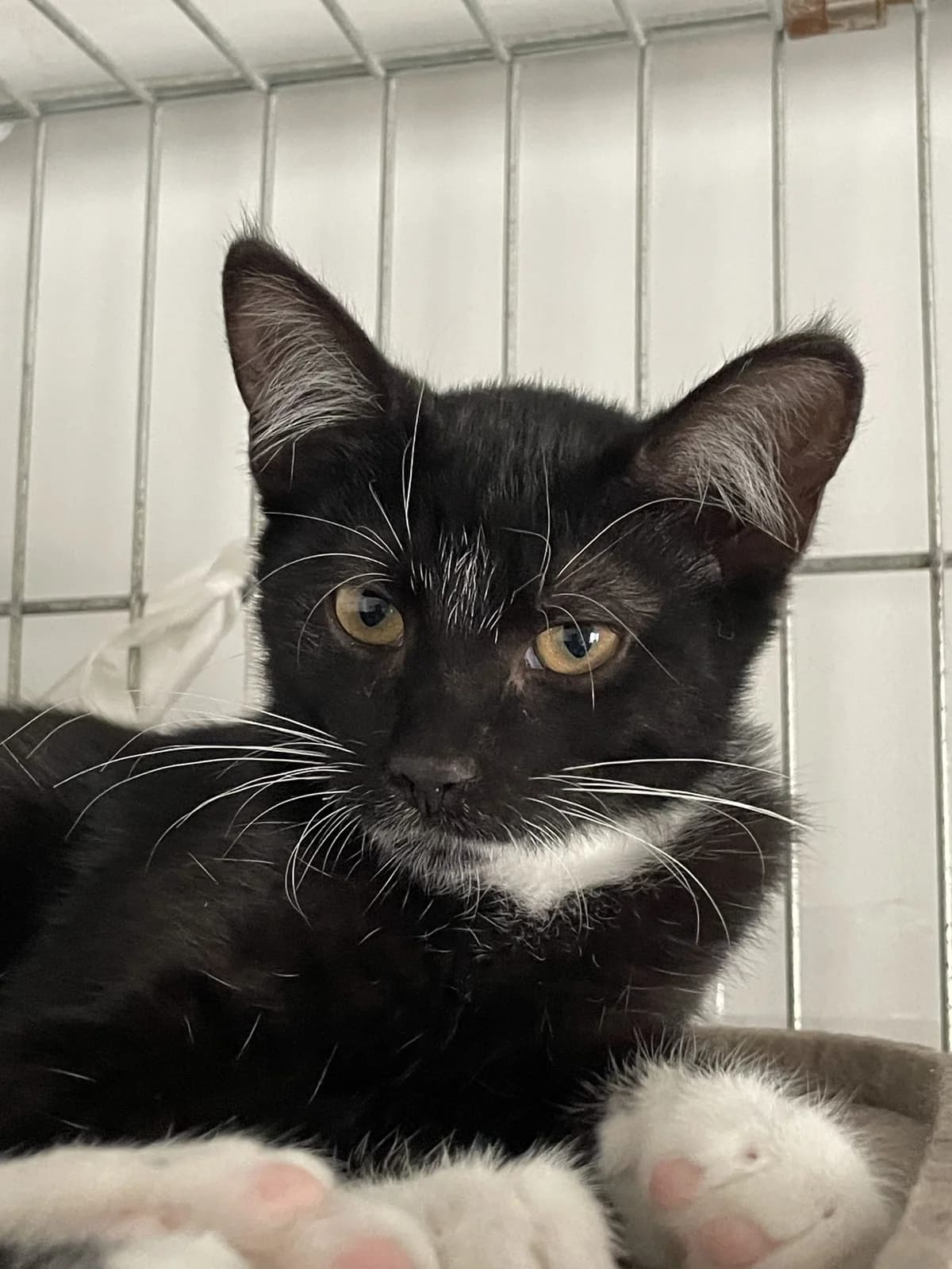 Kačiukai, Mixed Breed (Katino svajone)