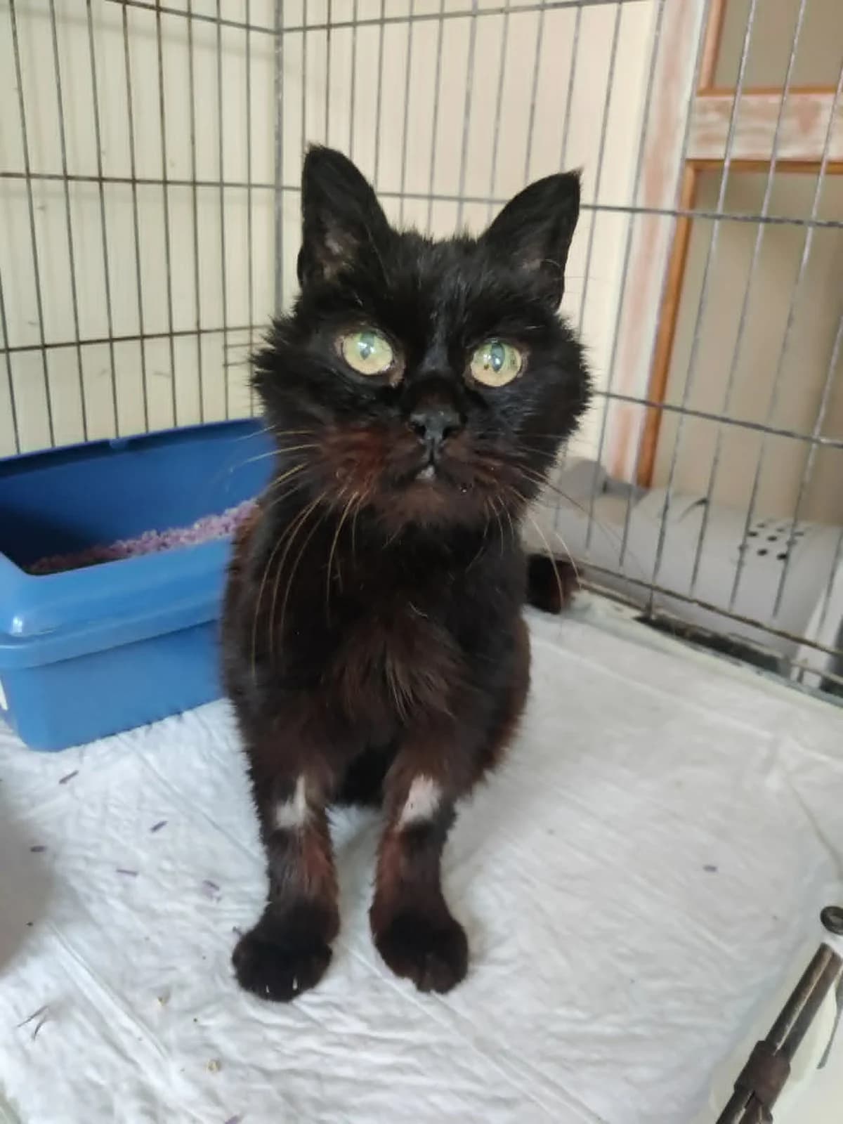 Katė, female senior Mixed Breed for adoption at Katino svajone