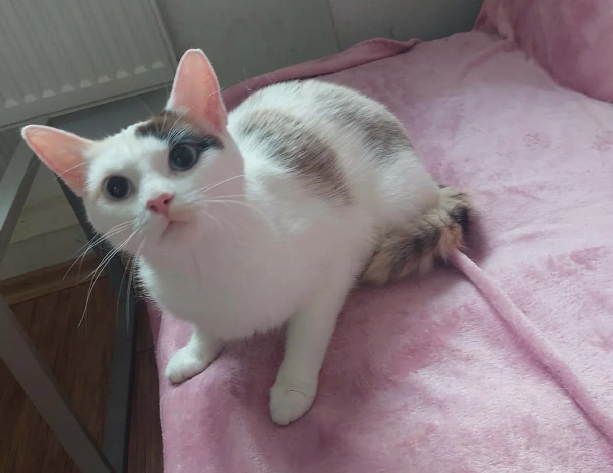 Katė, female young Mixed Breed for adoption at Katino svajone