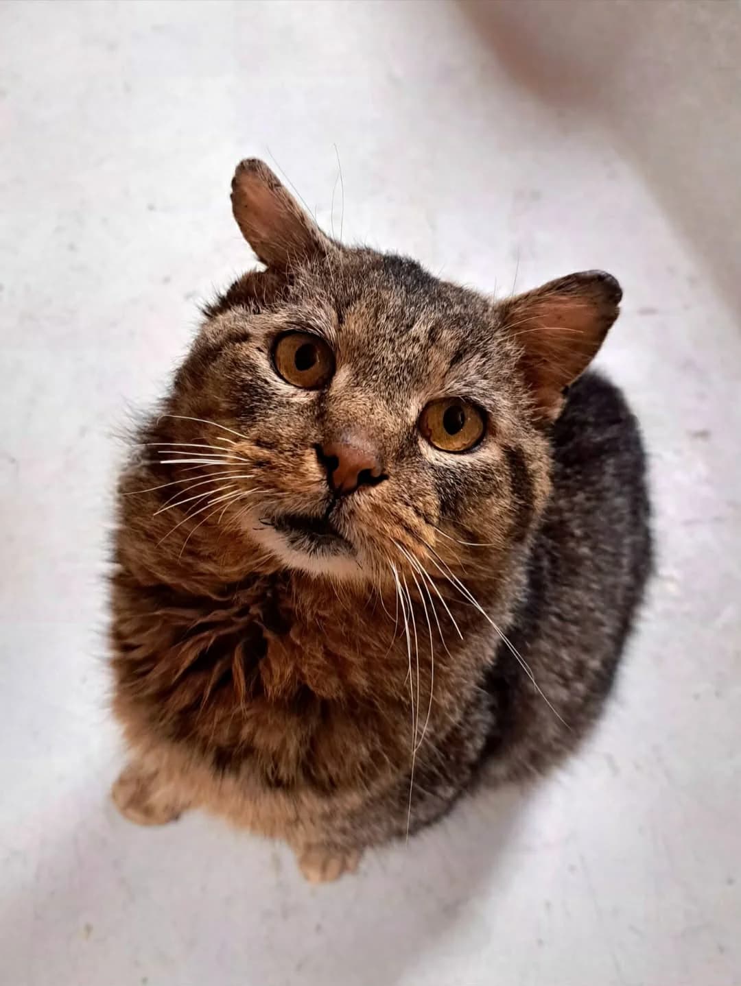 Loakis, male senior Mixed Breed for adoption at Katino svajone