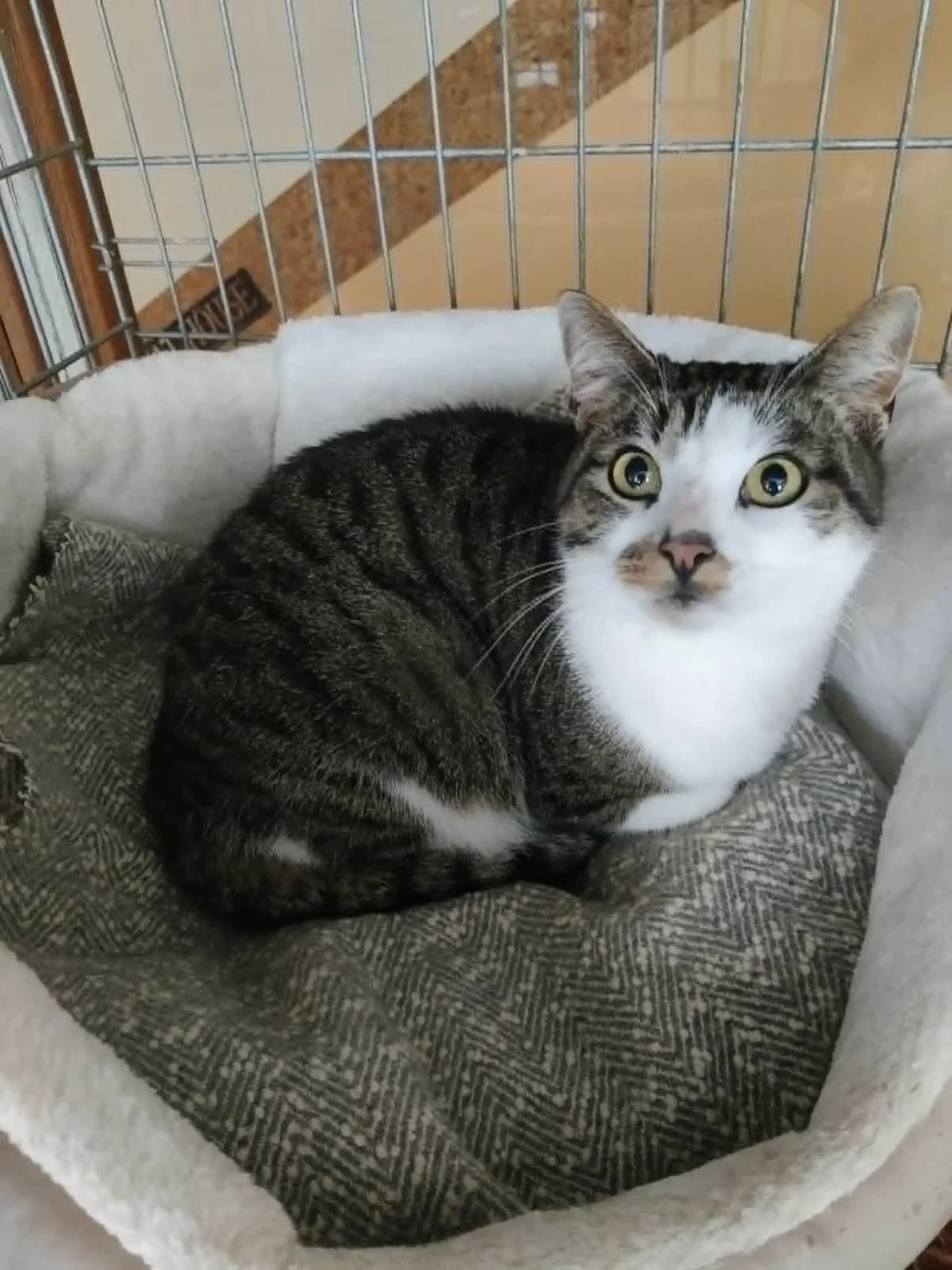 Kedras, male young Mixed Breed for adoption at Katino svajone