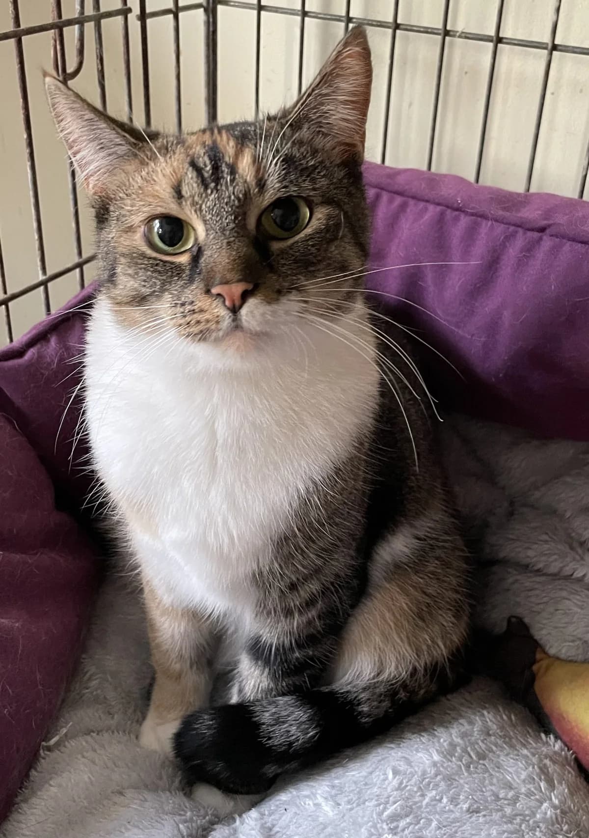 Kleopatra, female Mixed Breed for adoption at Katino svajone