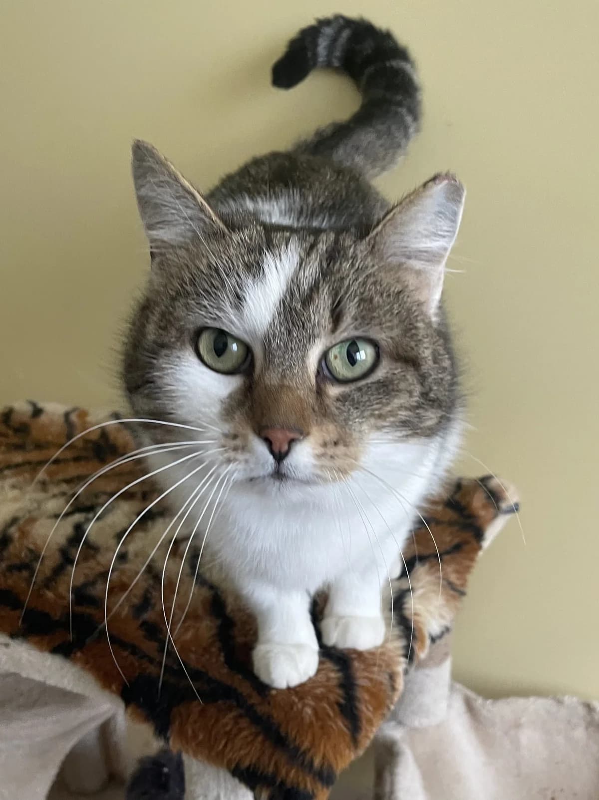 Rugytė, female 5yo Mixed Breed for adoption at Katino svajone