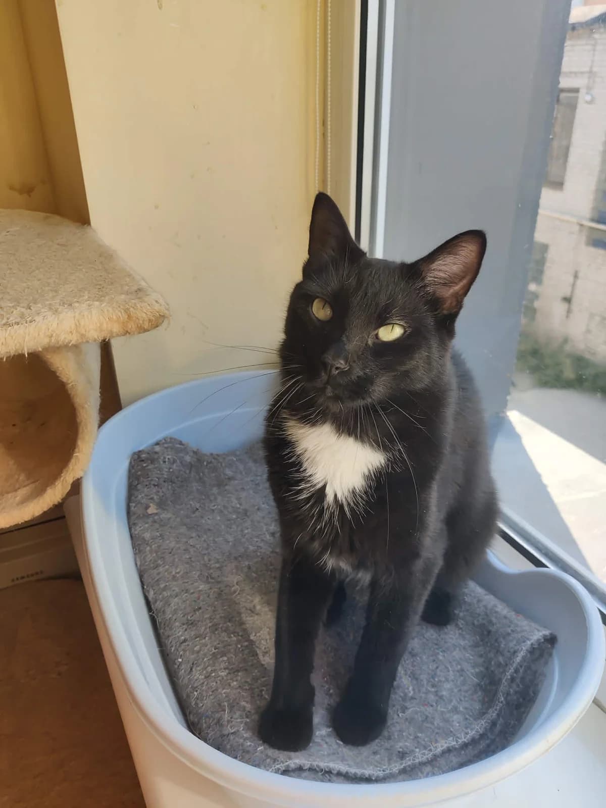 Saturnas, Mixed Breed (Katino svajone)