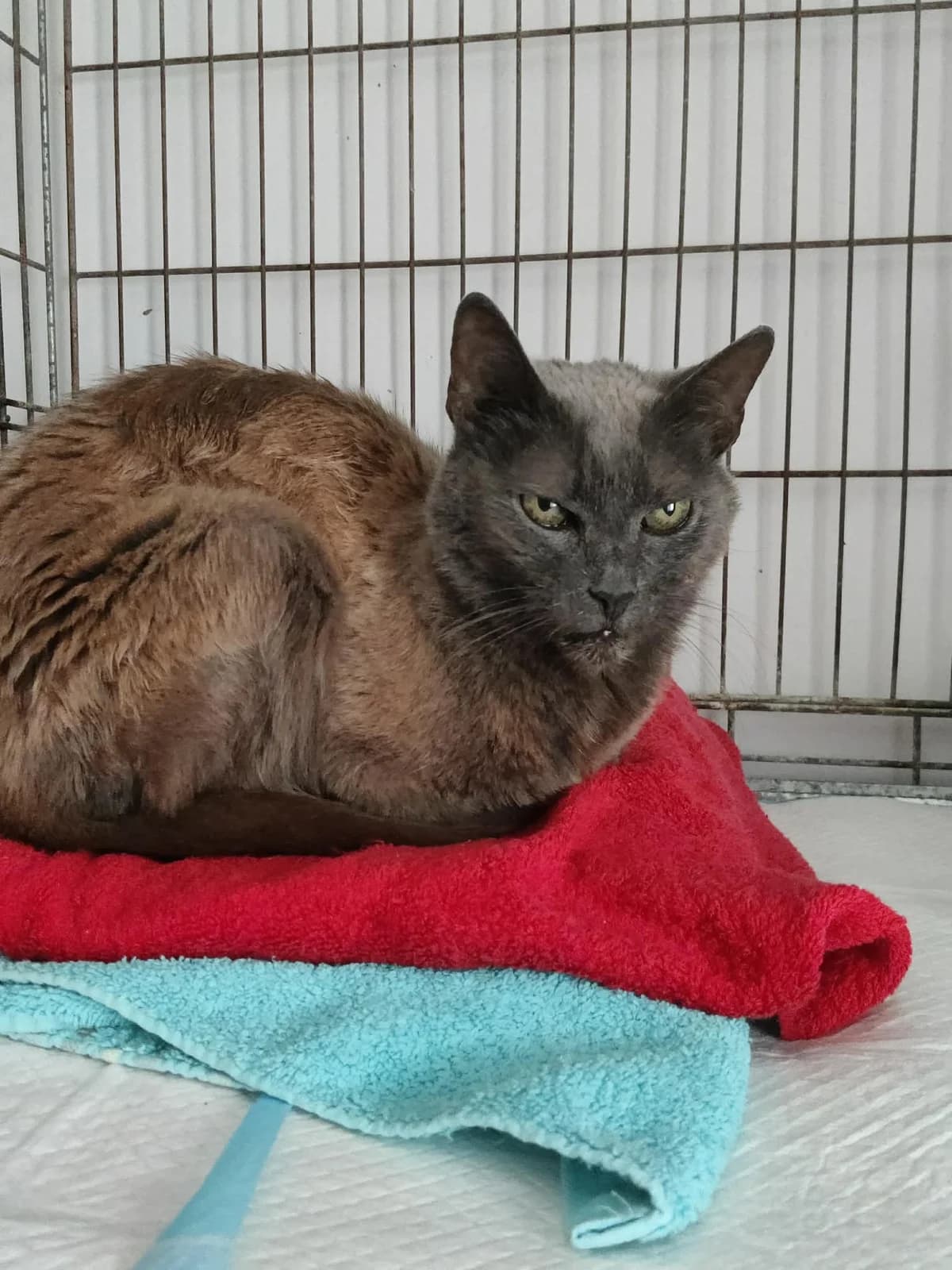 Sieras, male senior Mixed Breed for adoption at Katino svajone