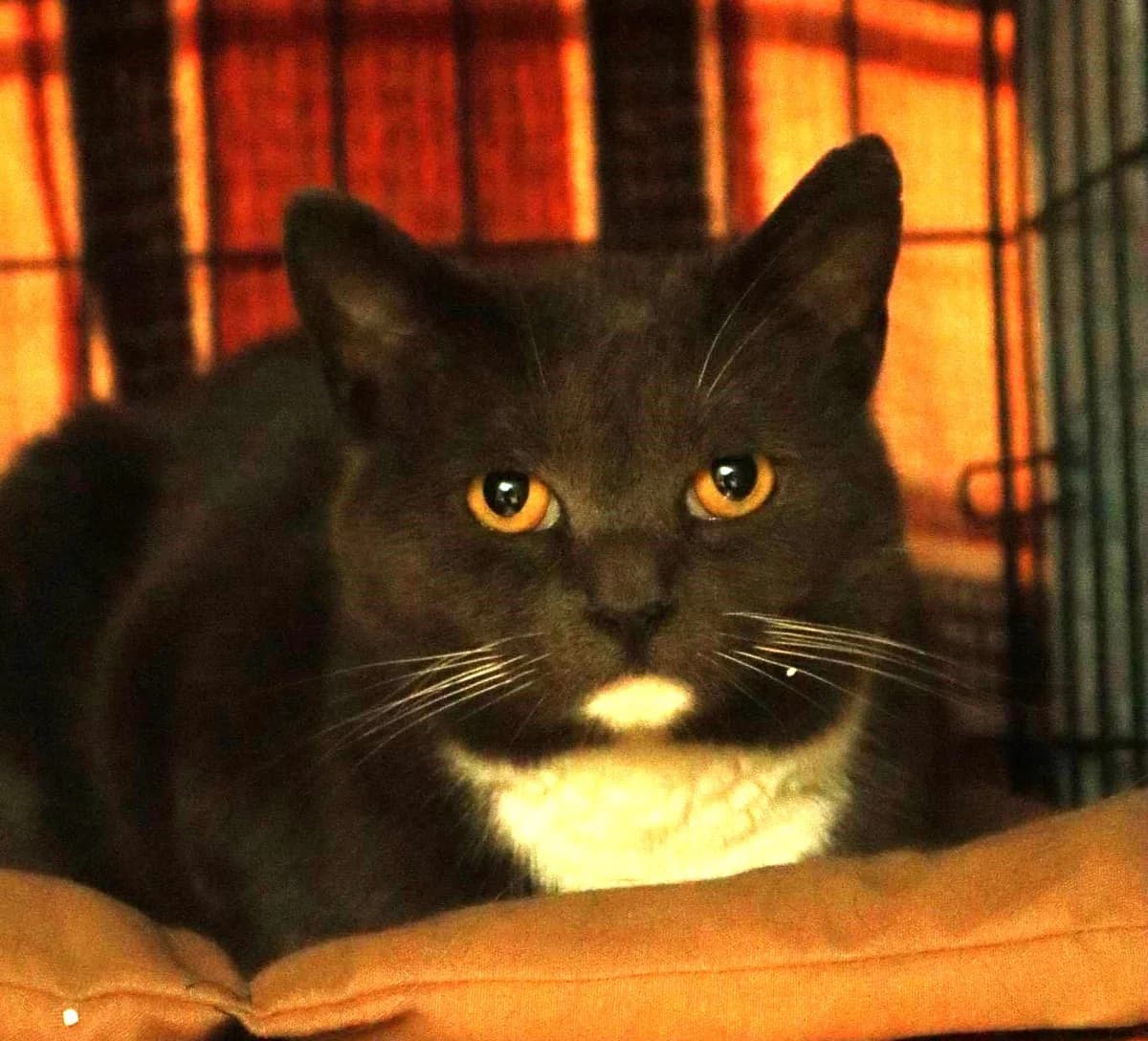 Vilkė, female 5yo Mixed Breed for adoption at Katino svajone