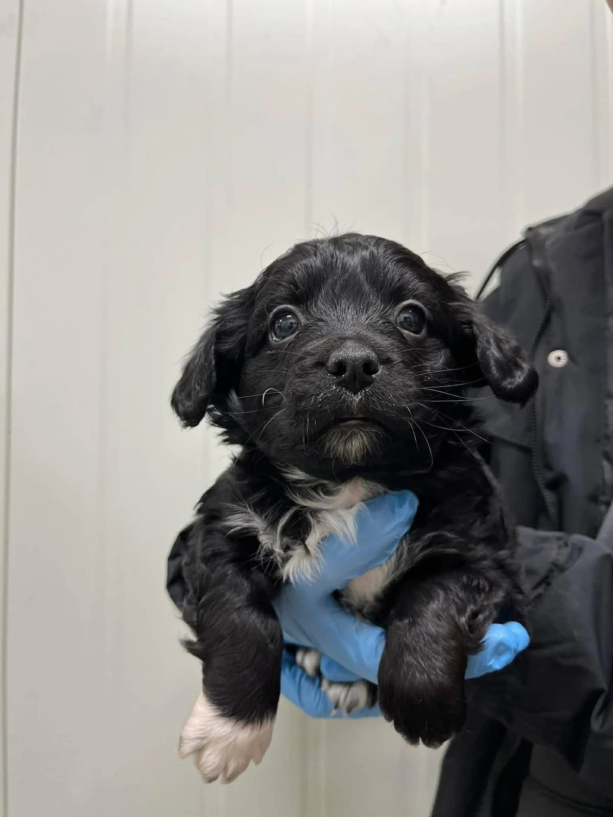 Klifas, juoda mixed breed for adoption at Lesė gyvūnų globa