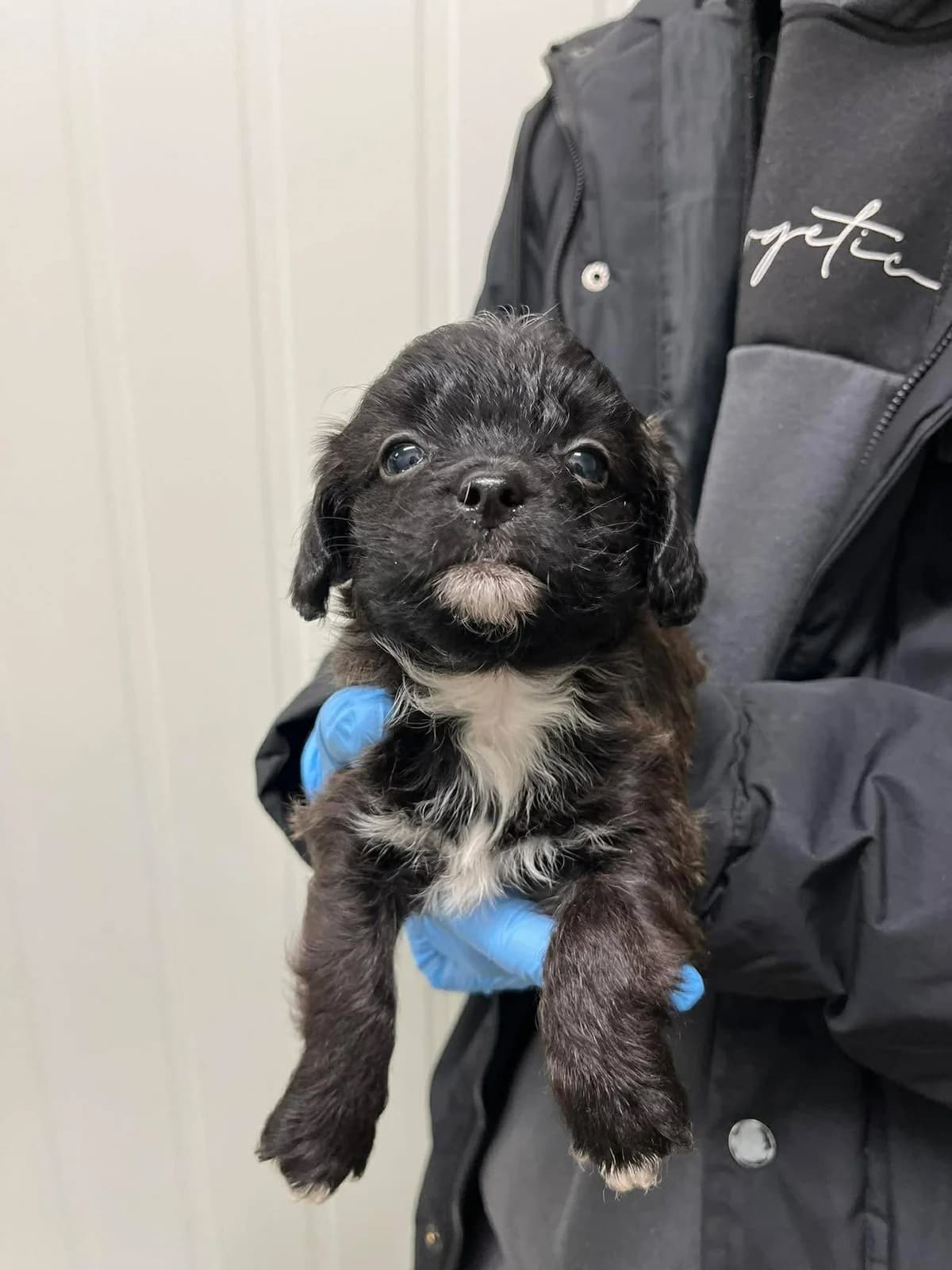 Fendis, juoda mixed breed for adoption at Lesė gyvūnų globa