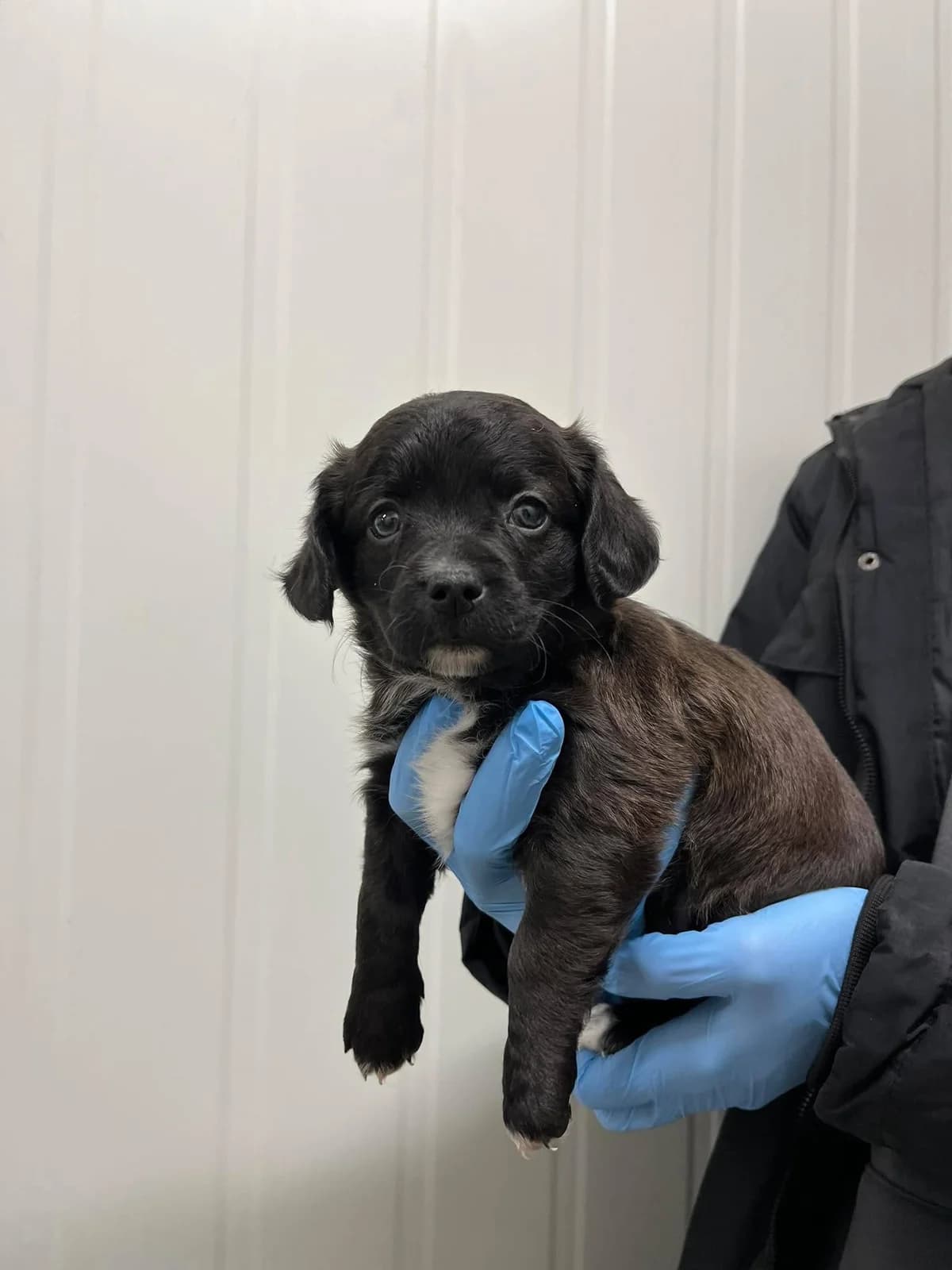 Vajka, juoda female mixed breed for adoption at Lesė gyvūnų globa