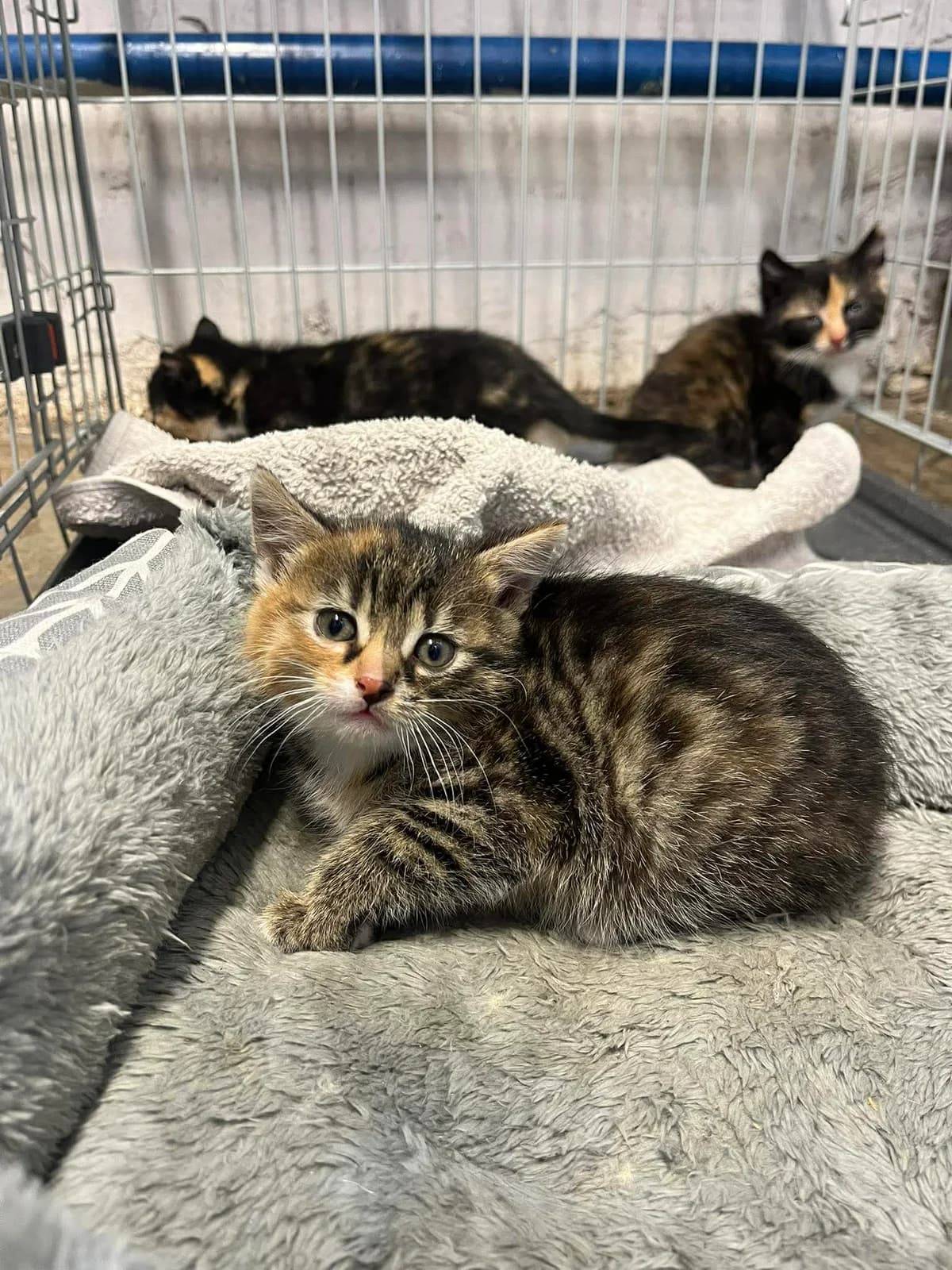 Panga, trispalvė female mixed breed for adoption at Lesė gyvūnų globa