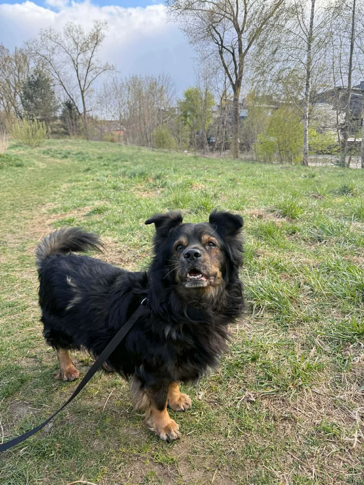 Arvis, juoda, ruda mixed breed for adoption at Lesė gyvūnų globa