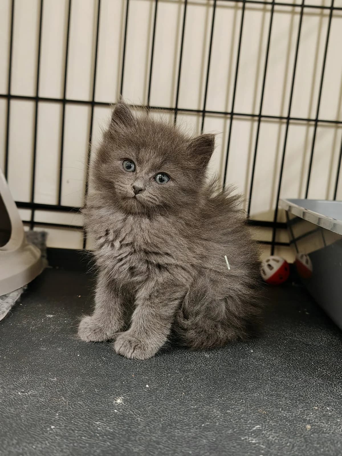 Wasabi, pilka  mixed breed for adoption at Lesė gyvūnų globa