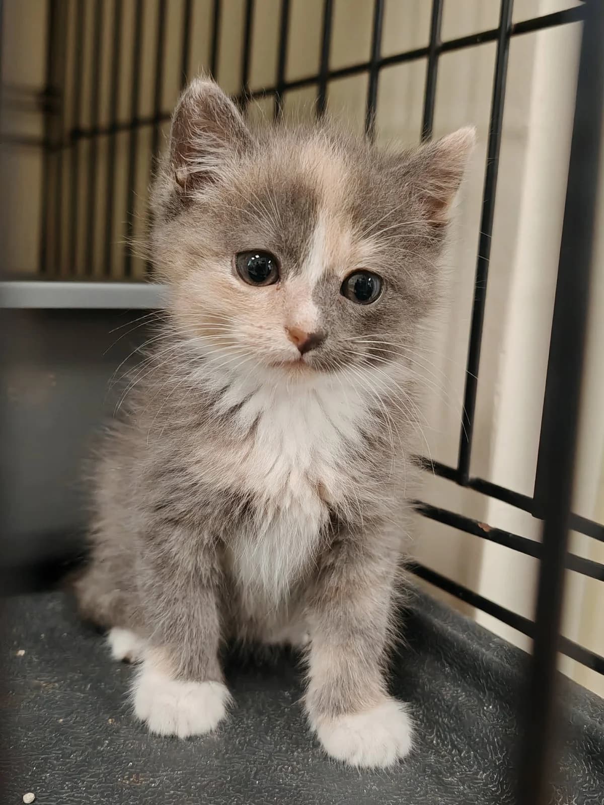 Tapioka, trispalvė female mixed breed for adoption at Lesė gyvūnų globa