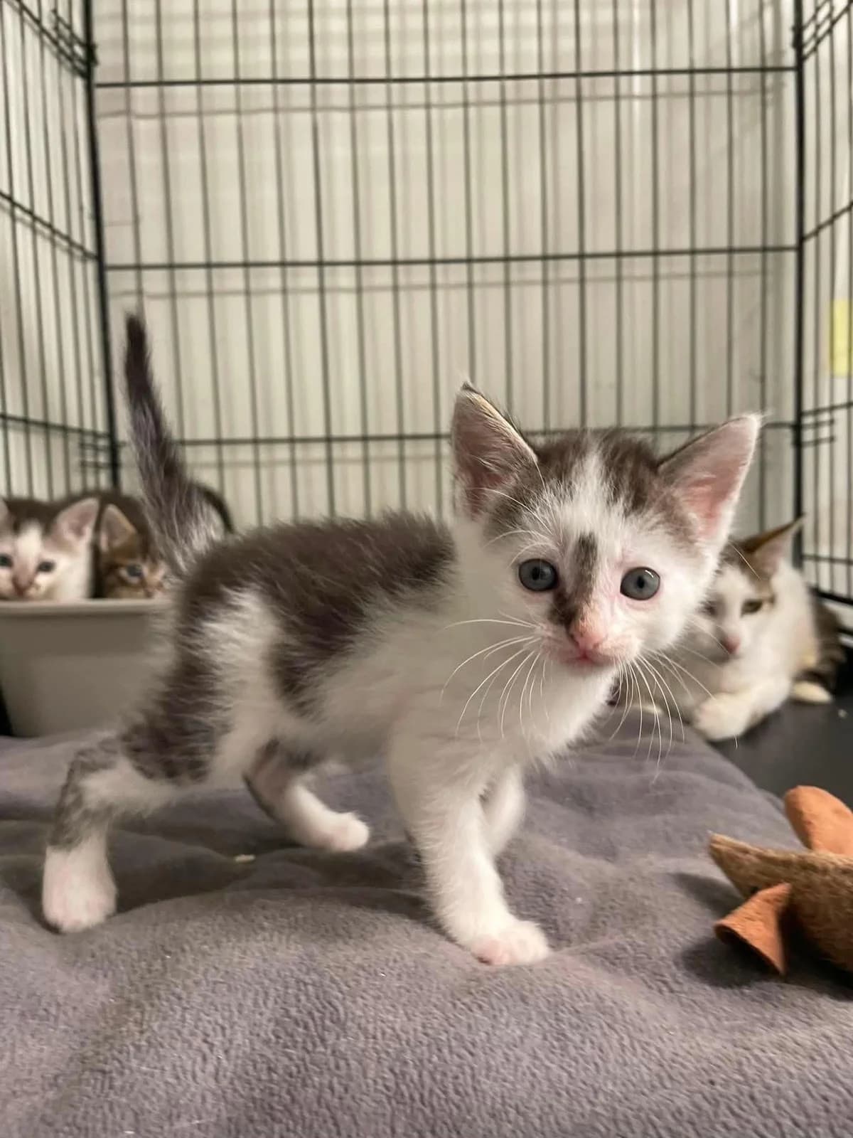 Eilinis, balta, pilka mixed breed for adoption at Lesė gyvūnų globa
