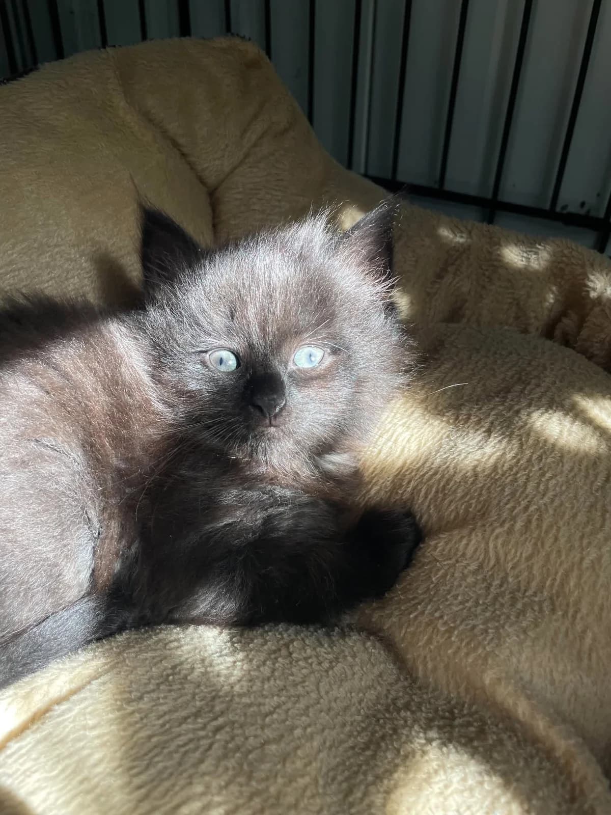 Krispi, juoda female mixed breed for adoption at Lesė gyvūnų globa