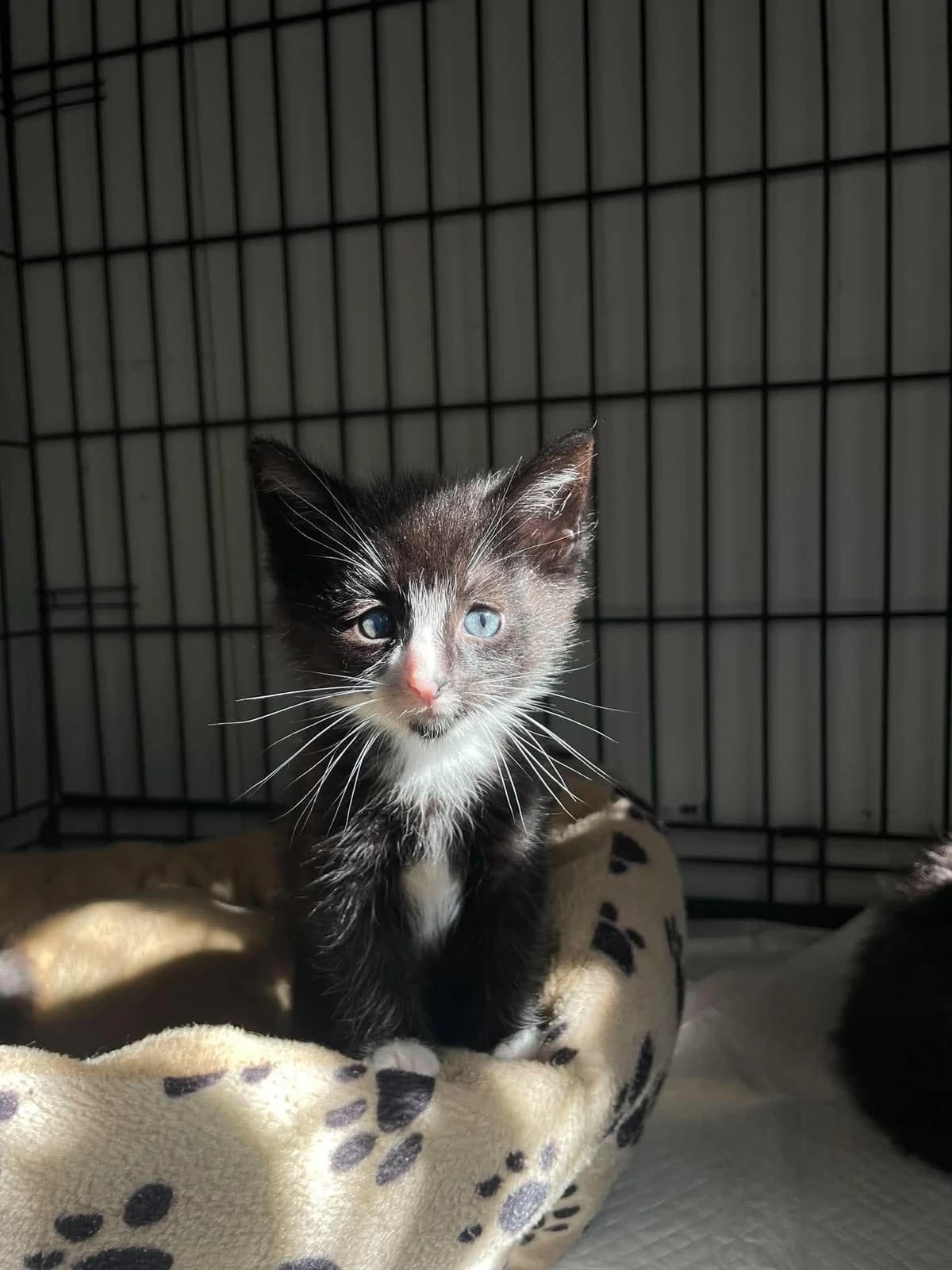 Graikas, balta, juoda mixed breed for adoption at Lesė gyvūnų globa
