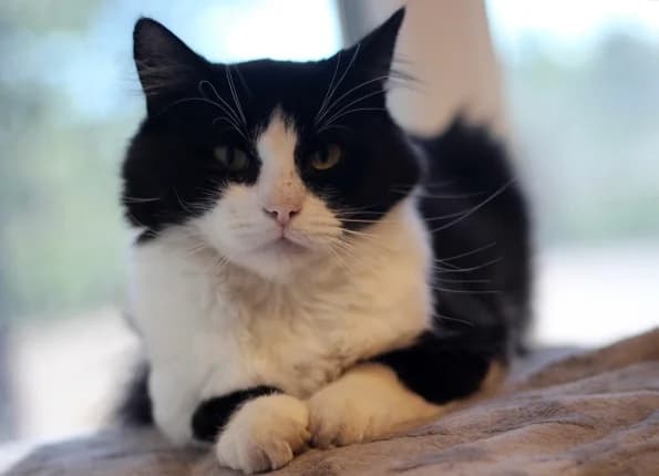 Bonis, male 6yo Mixed Breed for adoption at Linksmosios pėdutės