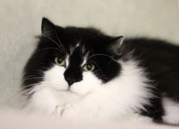 Heiteris, male Mixed Breed for adoption at Linksmosios pėdutės