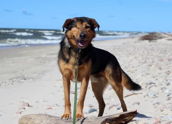 Dagas, Mixed Breed (Linksmosios pėdutės)