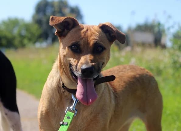 Salsa, female 6yo Mixed Breed for adoption at Linksmosios pėdutės
