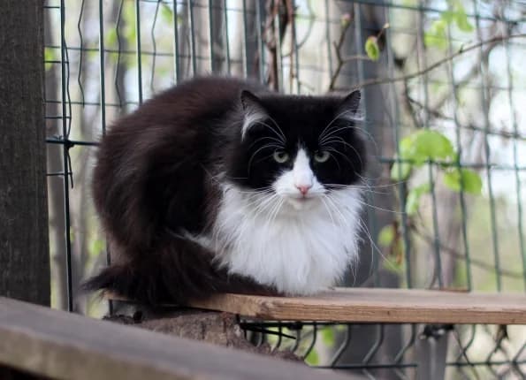 Grafas, male Mixed Breed for adoption at Linksmosios pėdutės