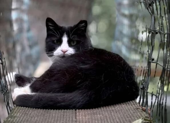 Rima, female Mixed Breed for adoption at Linksmosios pėdutės