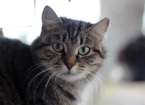 Ofelija, female 4yo Mixed Breed for adoption at Linksmosios pėdutės