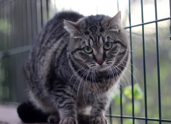 Sedna, female 3yo Mixed Breed for adoption at Linksmosios pėdutės
