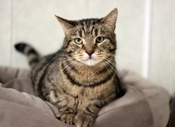 Paninis, male 4yo Mixed Breed for adoption at Linksmosios pėdutės