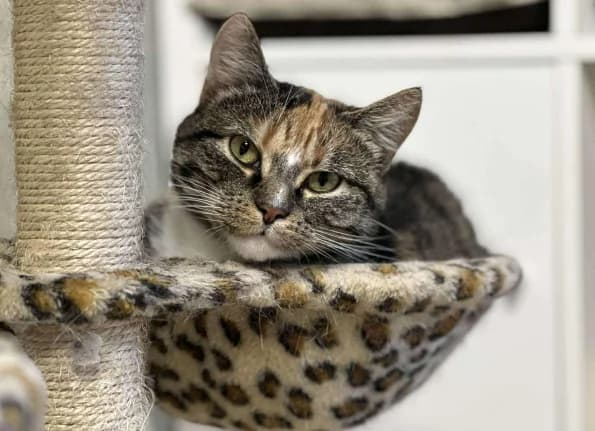 Smiltė, female 3yo Mixed Breed for adoption at Linksmosios pėdutės