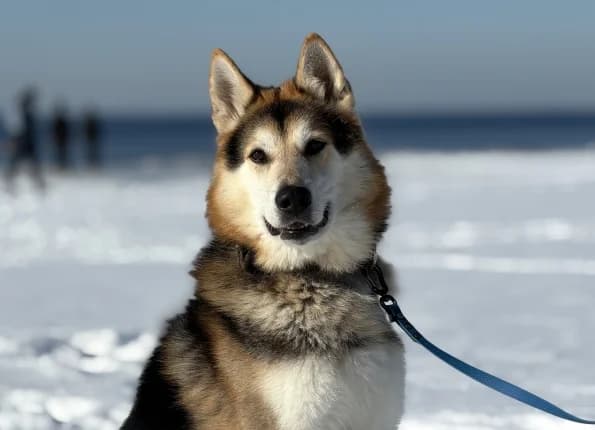 Ralfas, male senior Mixed Breed for adoption at Linksmosios pėdutės