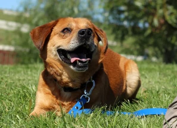Hičas, Mixed Breed (Linksmosios pėdutės)