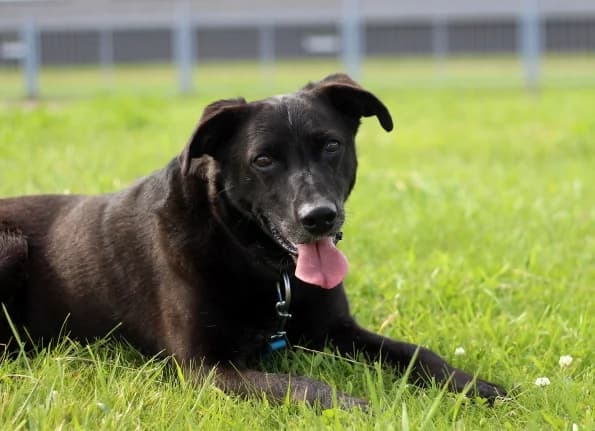 Brendis, male senior Mixed Breed for adoption at Linksmosios pėdutės
