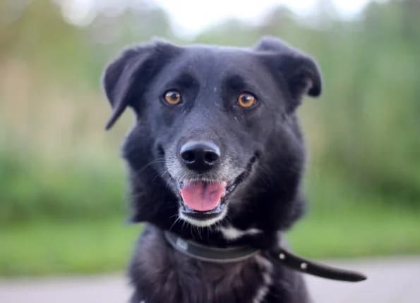 Maili, Mixed Breed (Linksmosios pėdutės)
