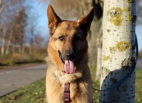 Grogas, Mixed Breed (Linksmosios pėdutės)