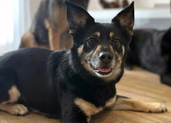 Rosas, Mixed Breed (Linksmosios pėdutės)