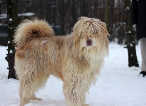 Huveris, Mixed Breed (Linksmosios pėdutės)