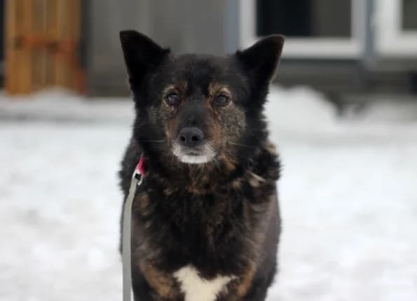 Monza, Mixed Breed (Linksmosios pėdutės)