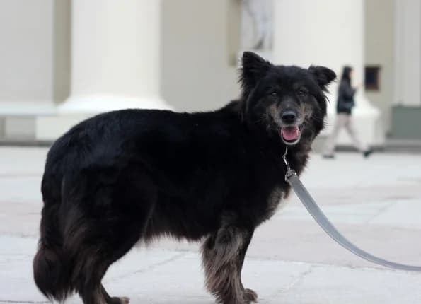 Mulana, Mixed Breed (Linksmosios pėdutės)