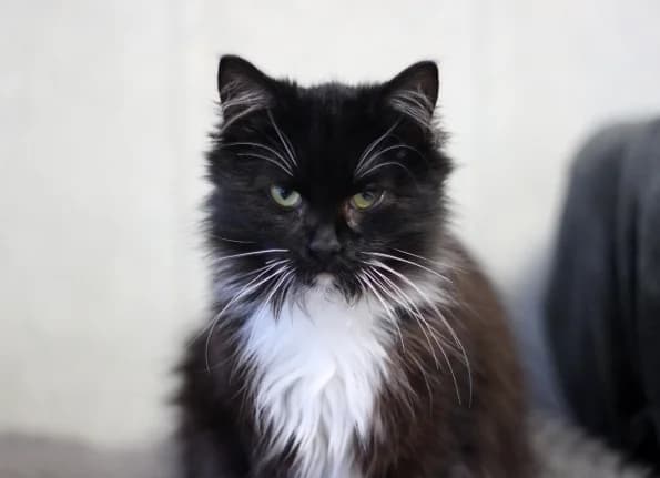 Viksas, male Mixed Breed for adoption at Linksmosios pėdutės