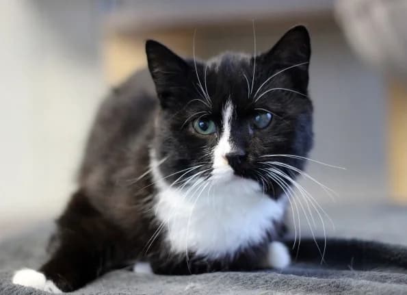 Marsis, male Mixed Breed for adoption at Linksmosios pėdutės